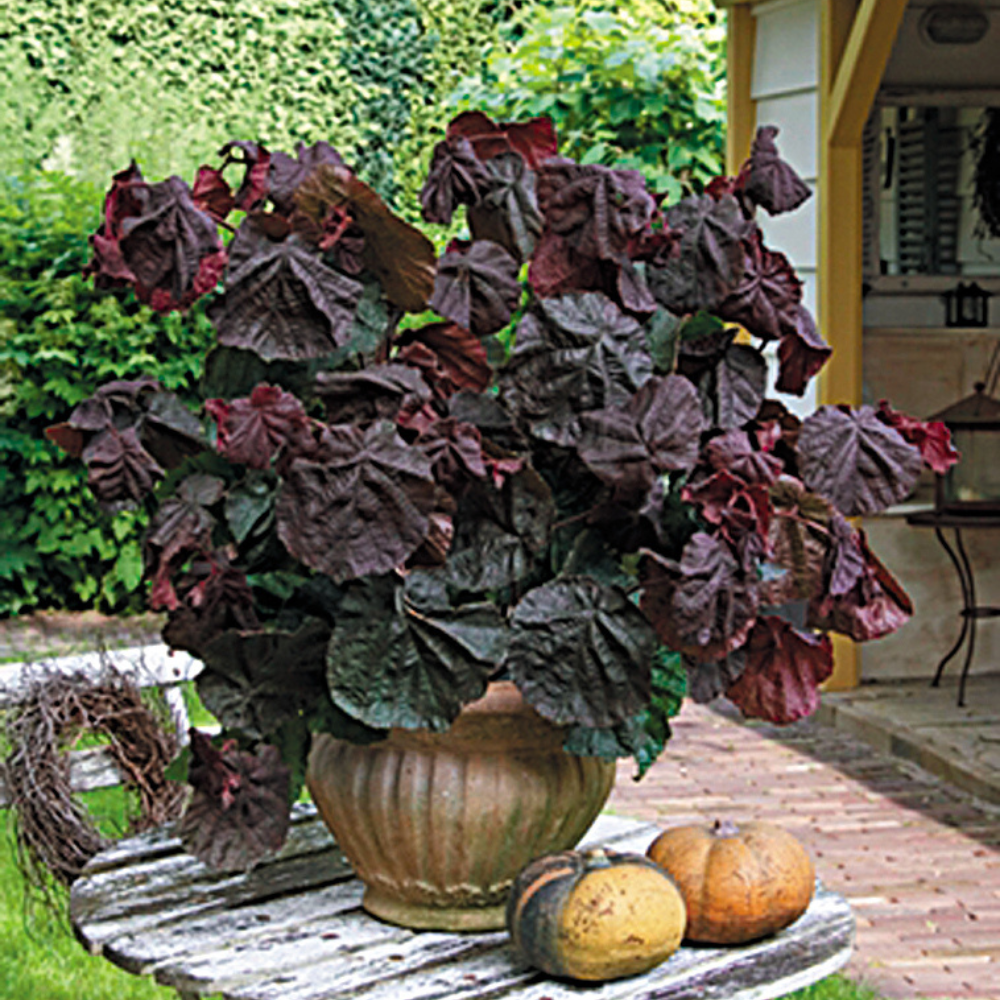 Corylus Contorta Red Majestic | J Parker Dutch Bulbs