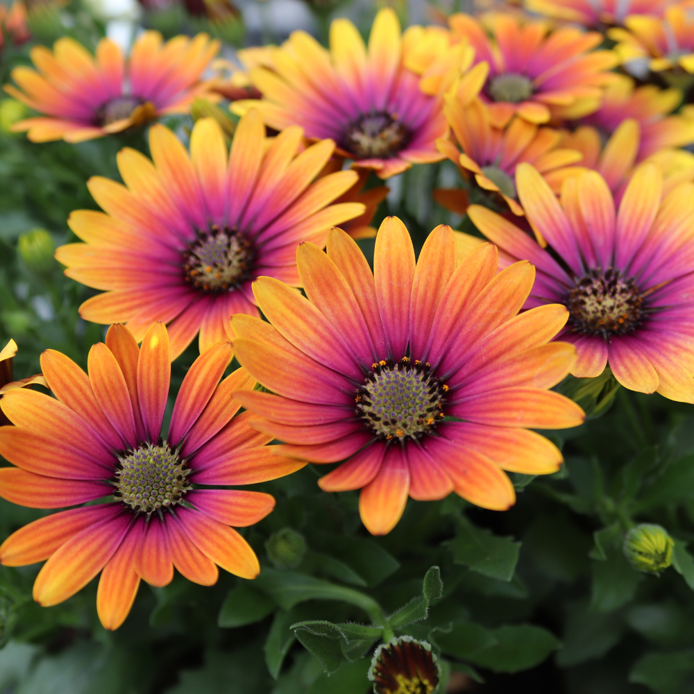 Buy Osteospermum Flower Power Purple Sun At Jparkers co uk buy-osteospermum-flower-power-purple-sun-at-jparkers-co-uk