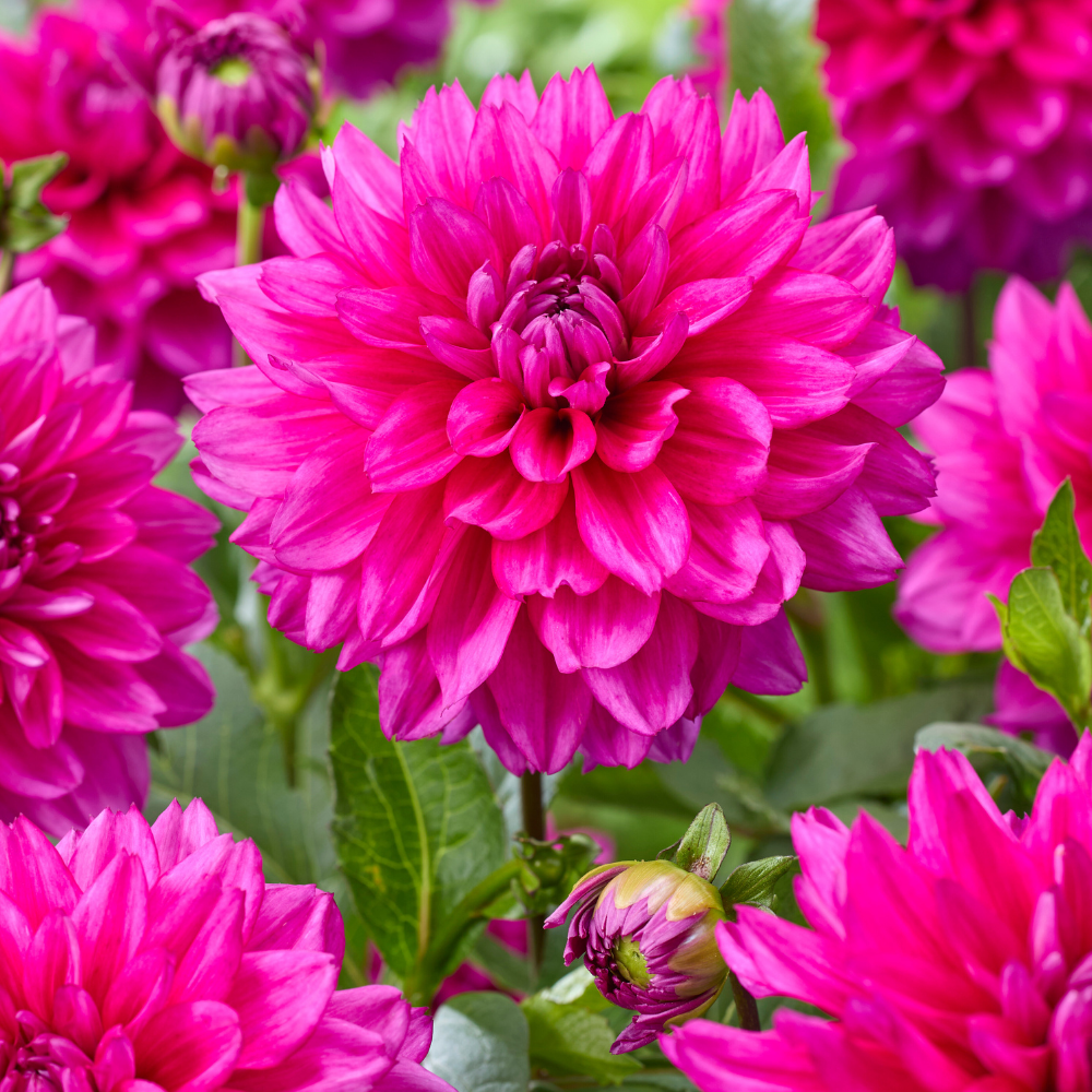 stina × familiar Dahlia Ballet Charm Dahlia Fuchsia Charm | J Parker Dutch Bulbs
