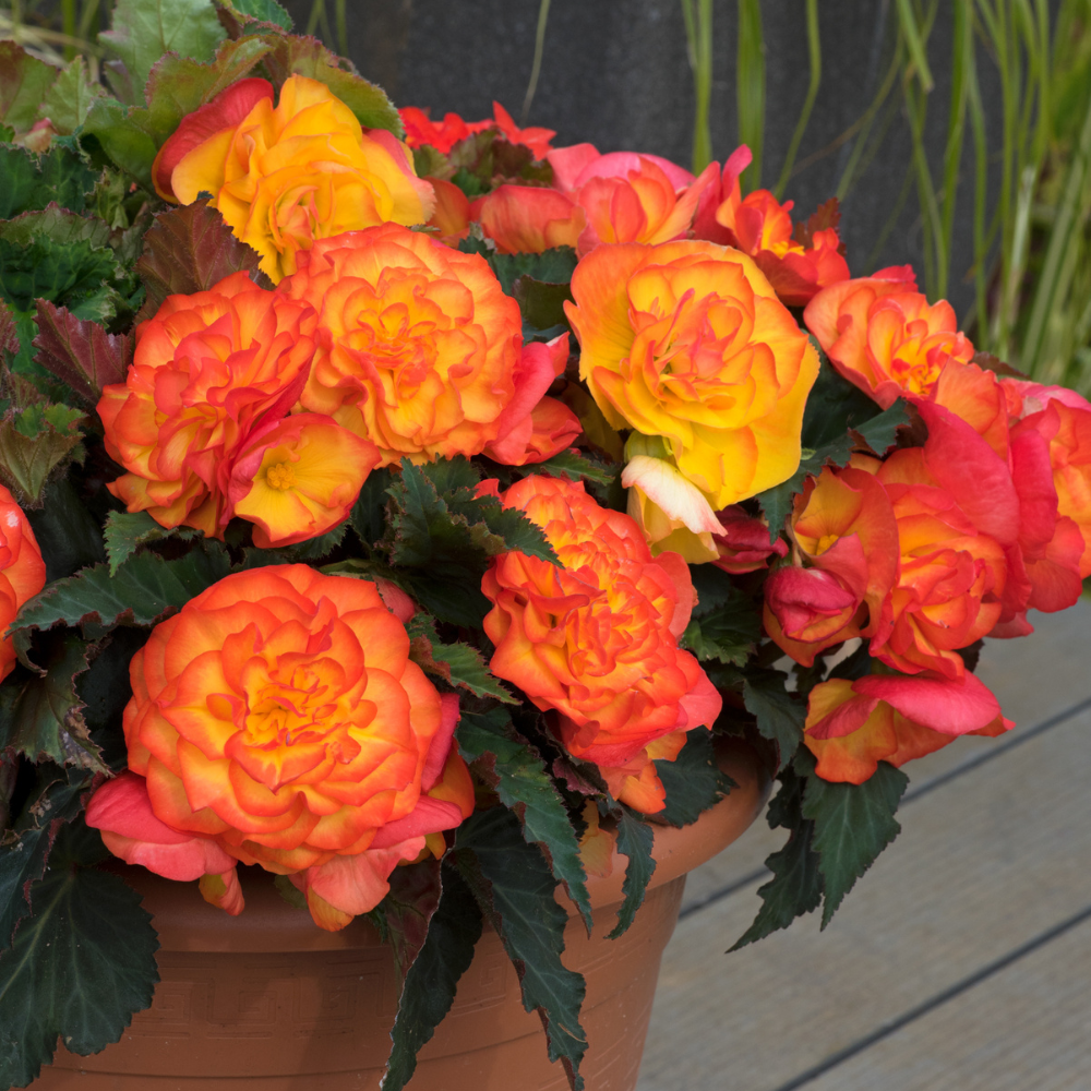 Begonia Non-Stop Fire (Maxi Plugs) | J Parker Dutch Bulbs