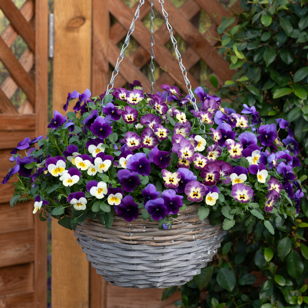 Buy Viola Teardrops Waterfall Mixed at jparkers.co.uk