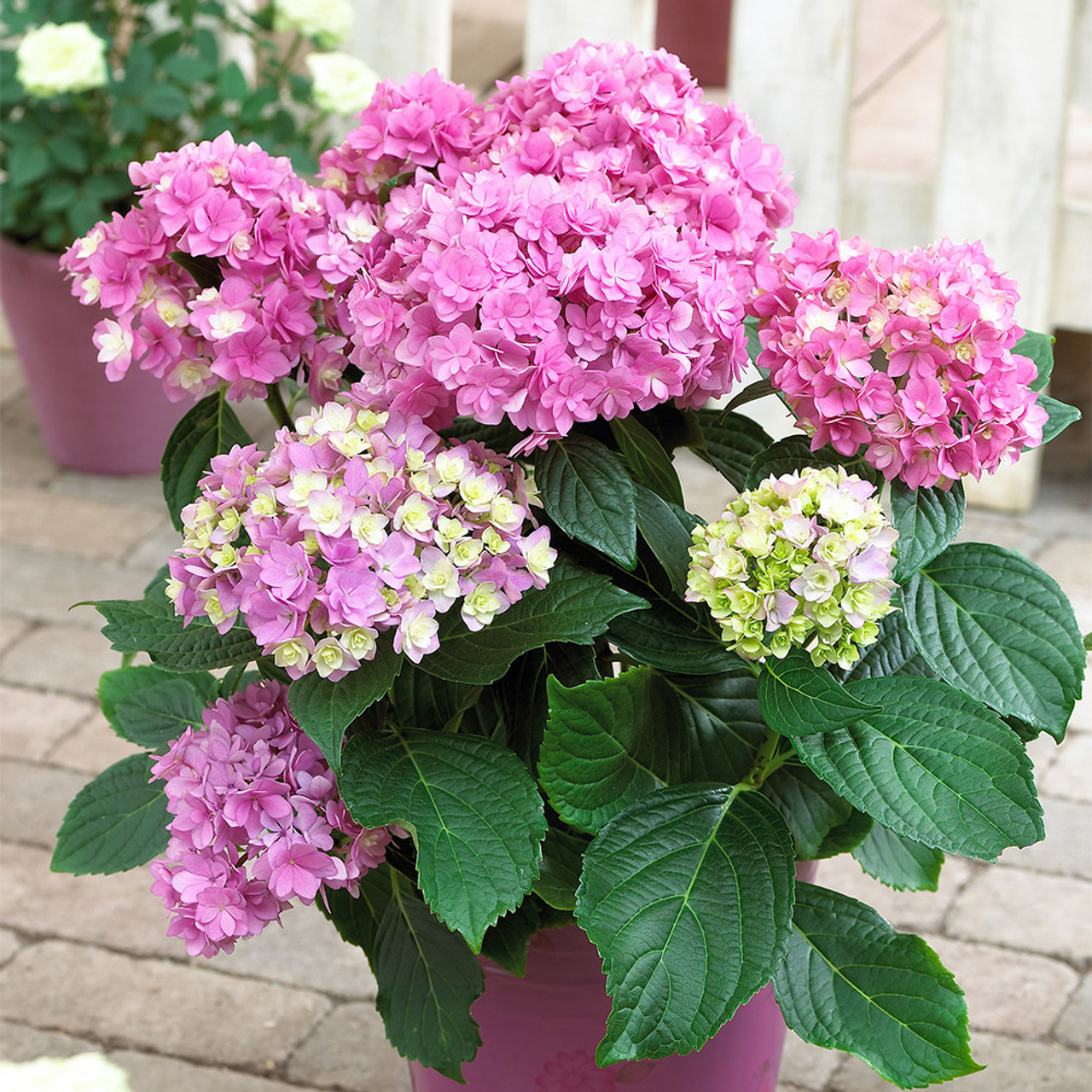 Hydrangea near me best sale