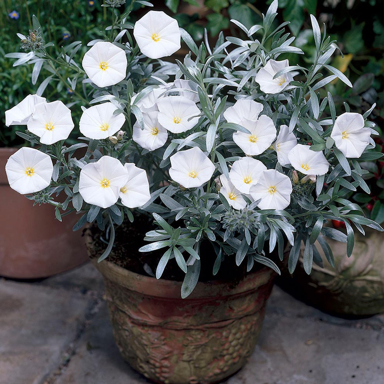 Silverbush Convolvulus cneorum J Dutch Bulbs