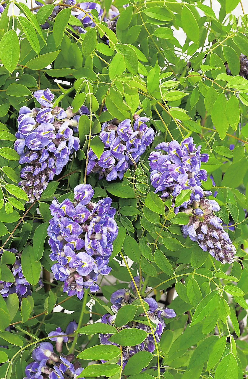 Amethyst Falls Wisteria Vine for Sale  Purple Flowering Wisteria – Plants  by Mail