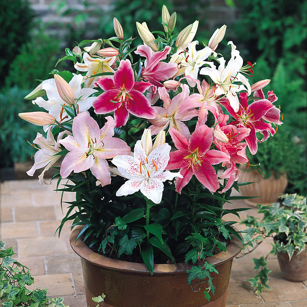 Lilium Dwarf Oriental Mixed JParkers - Main Image