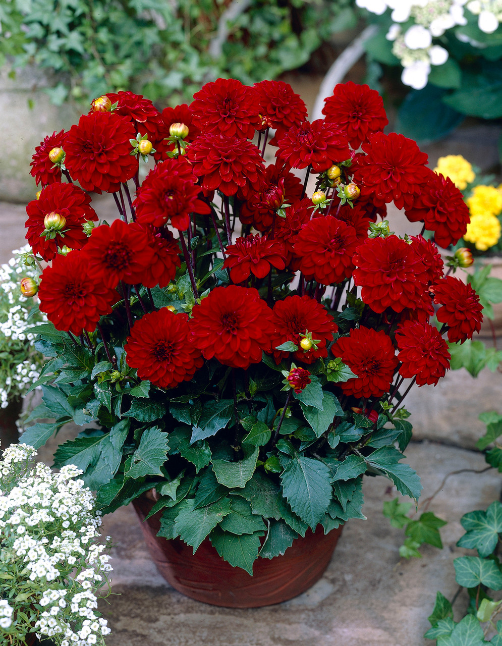 Dahlia Singer | J Parker Dutch Bulbs