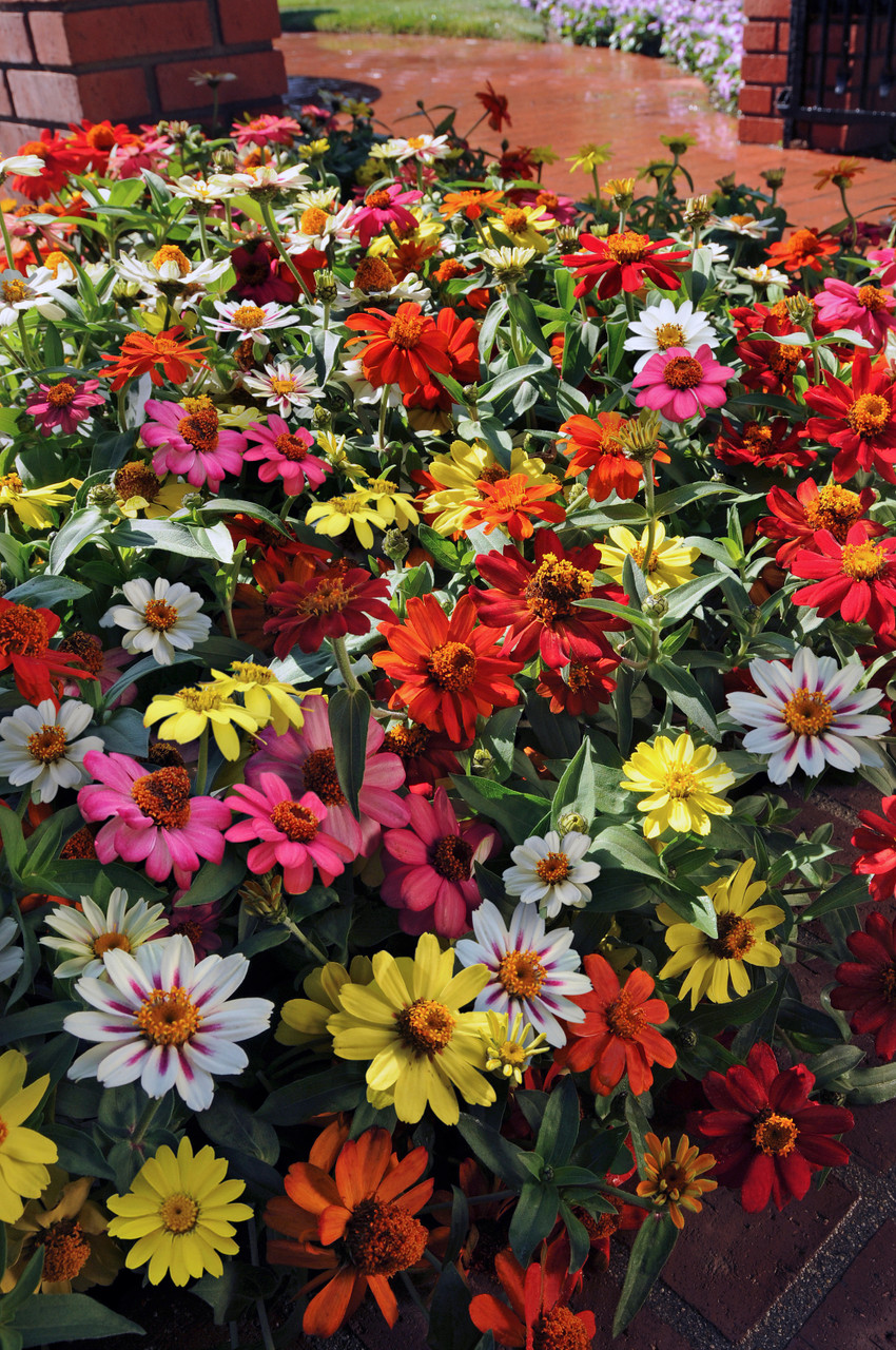 Zinnia Zahara Mixed (Maxi Plugs) J Parker Dutch Bulbs