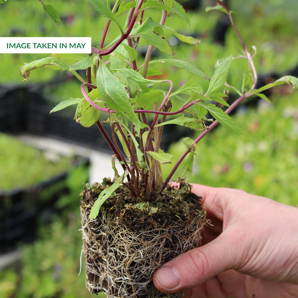 Verbena hastata Pink Spires (7cm Modules) - JParkers