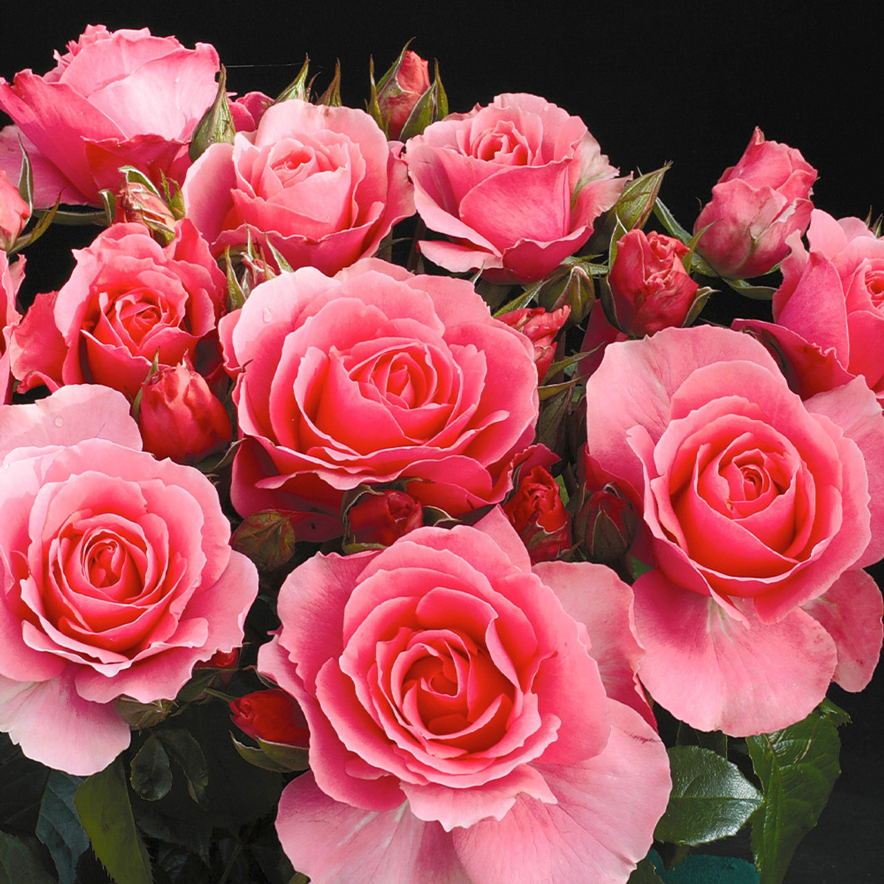 Rose You're Beautiful (ROY 2013)