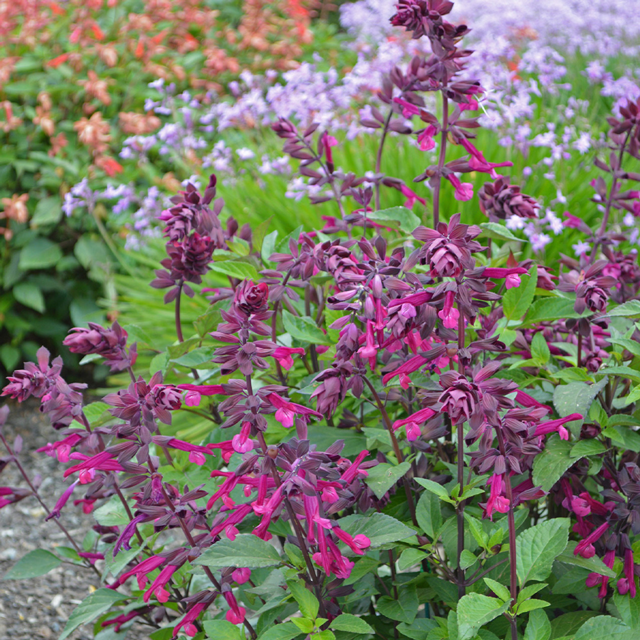 Buy Salvia Love and Wishes for less with J. Parker's