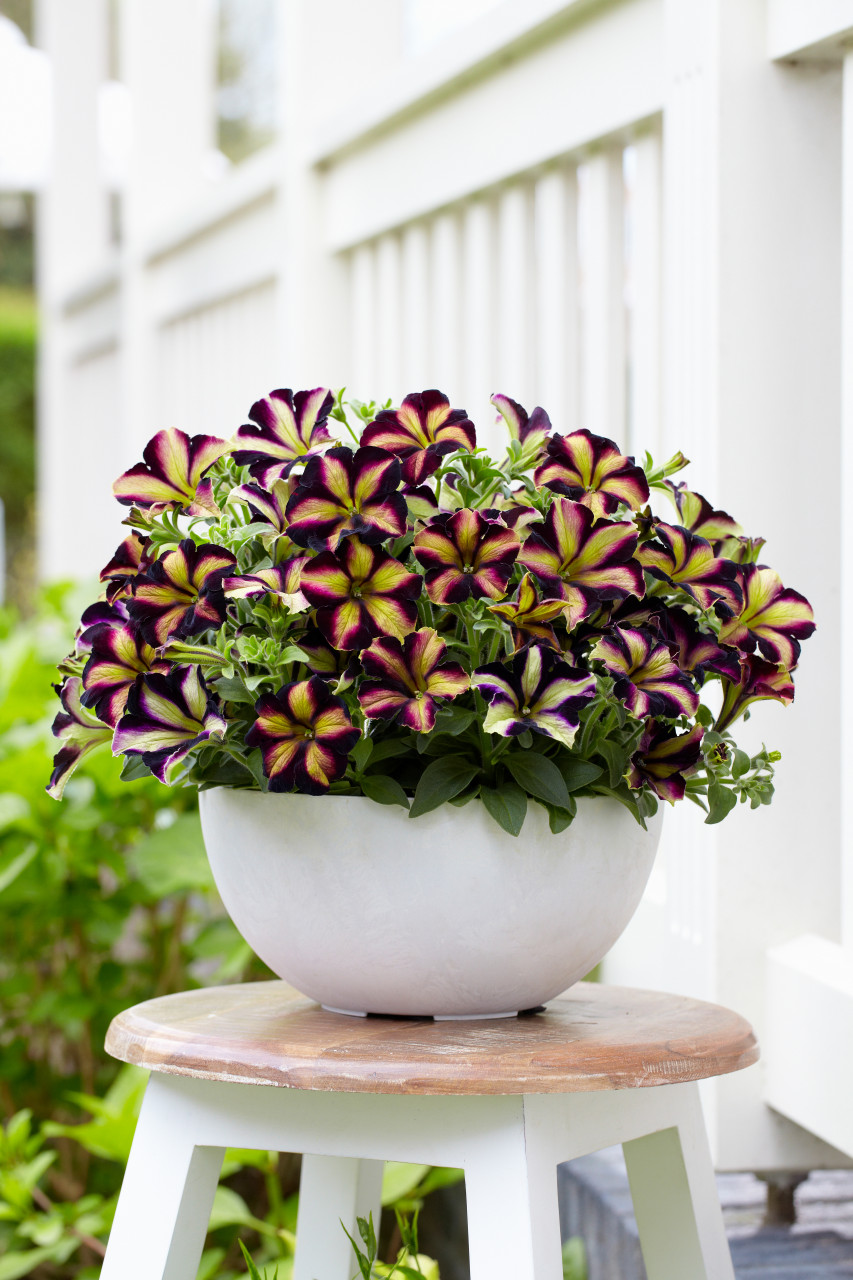 HC-8 Heartfelt Classic Petunia セット　未使用 Petunia Crazytunia Pulse | J Parker Dutch Bulbs