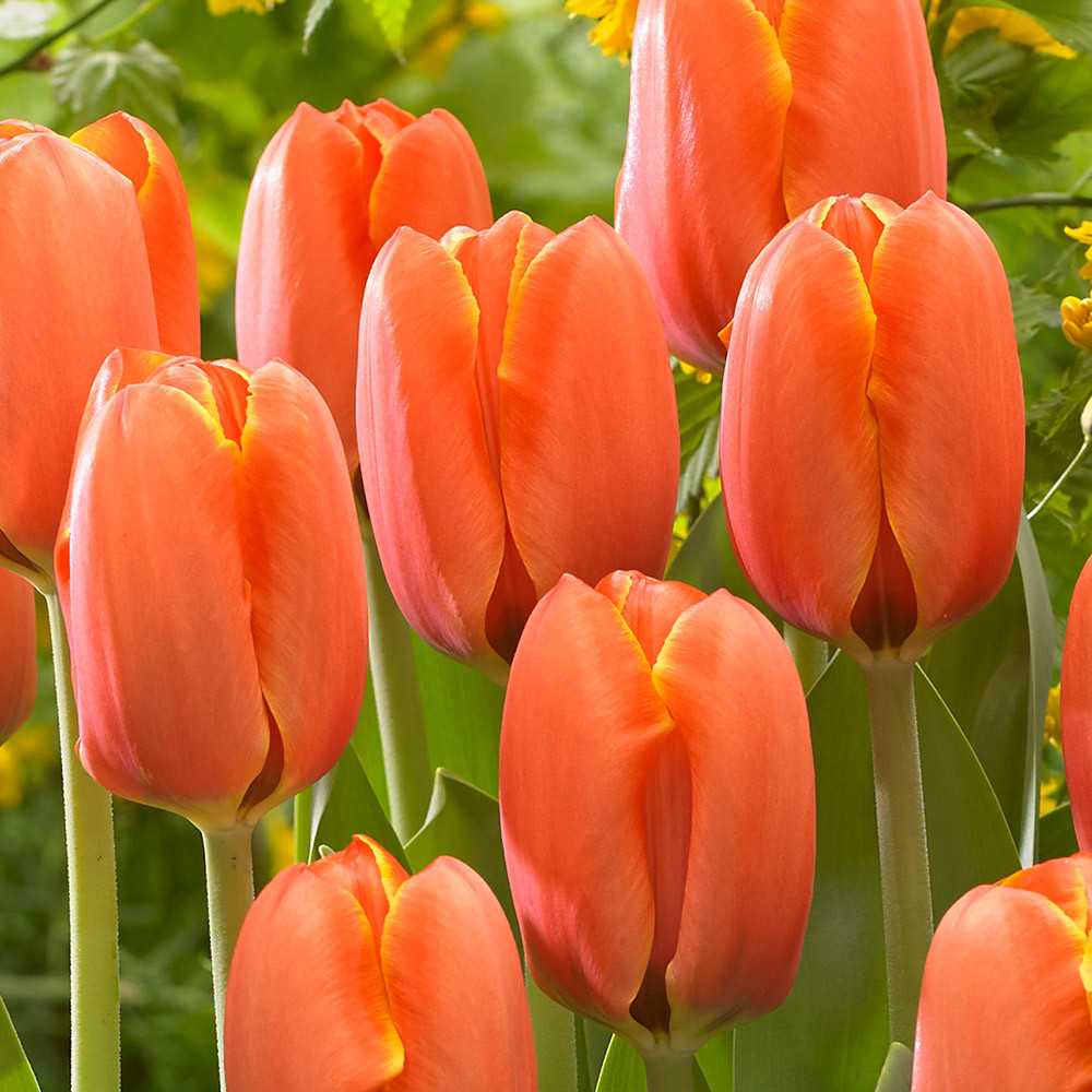Buy Tulip 'Triple A' at jparkers.co.uk