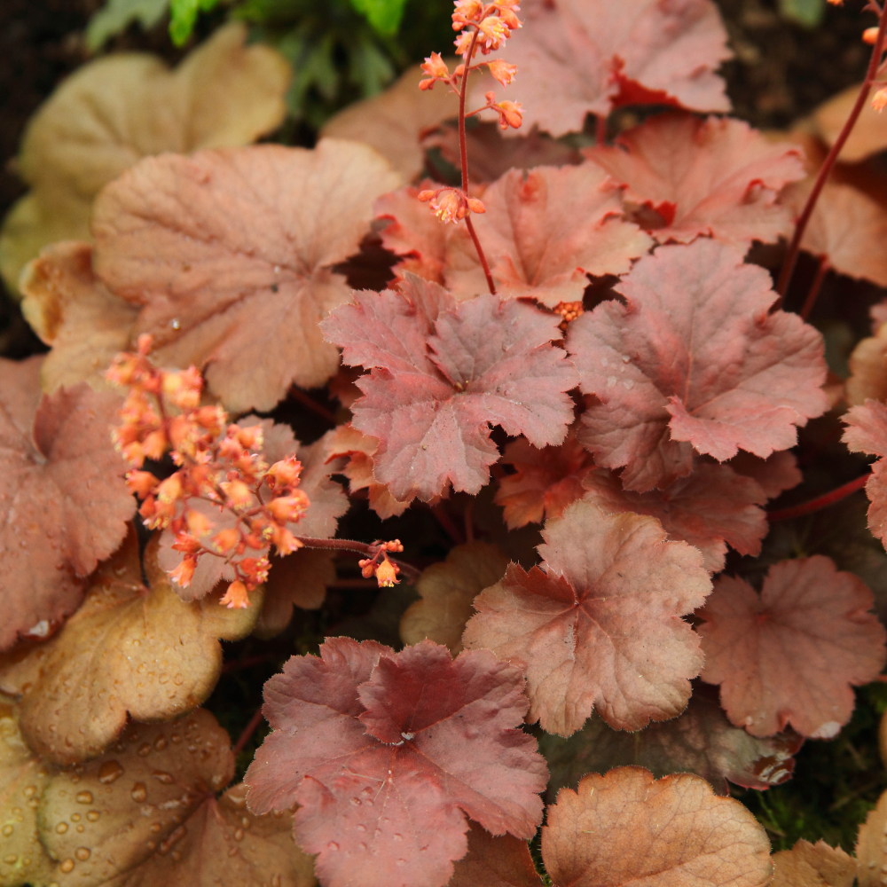 Heuchera Cherry Cola - JParkers