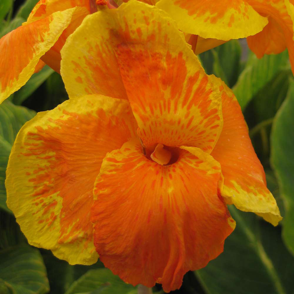 Buy Canna Tropicanna Gold | J Parker Dutch Bulbs