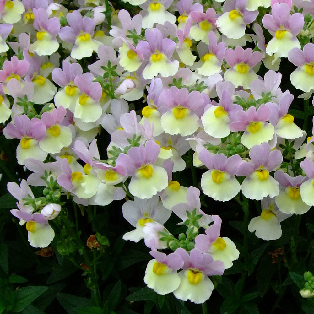 Nemesia Aroma Easter J Parker Dutch Bulbs