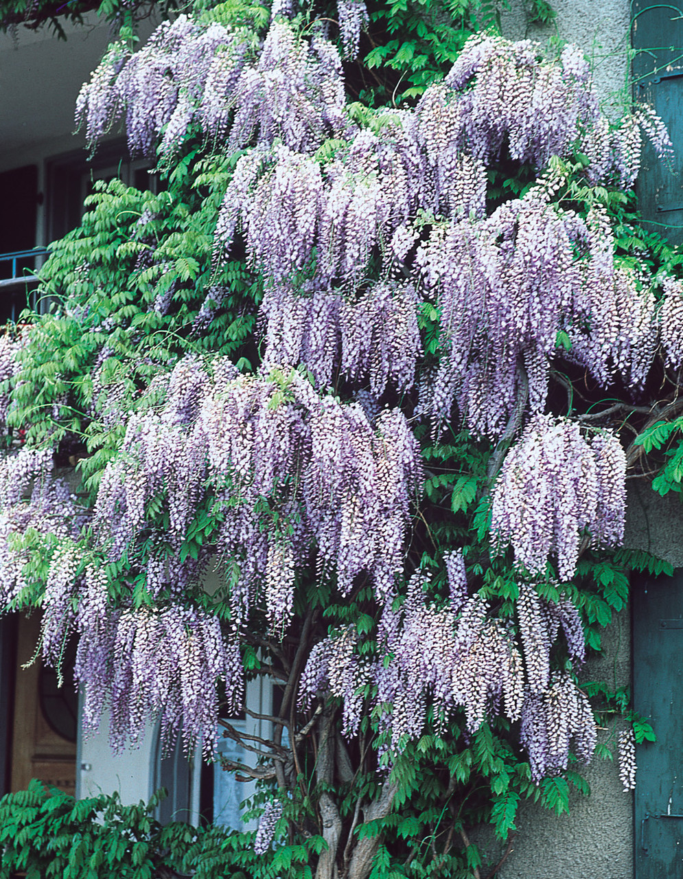 Buy Wisteria sinensis Prolific J Parker Dutch Bulbs