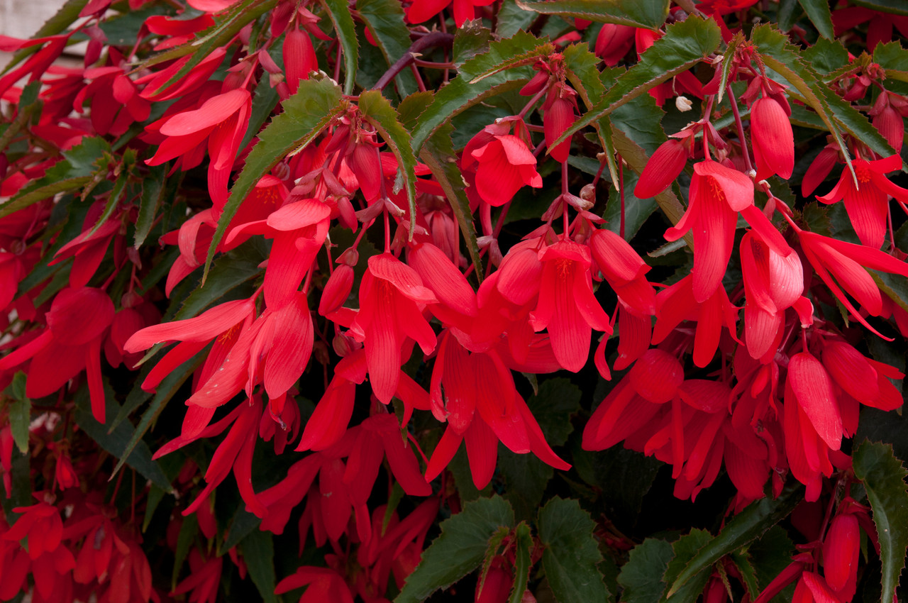 Begonia Boliviensis Starshine Red(Garden Ready) | J Parker Dutch Bulbs