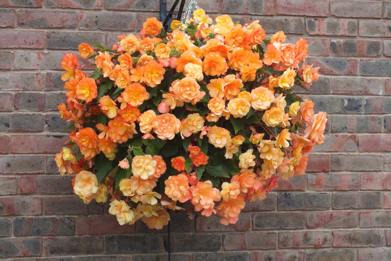 Begonia Plants Outdoor Garden Ready 'Nonstop Joy Mix' Half-Hardy Perennial  Fully Double Blooms Easy to Grow Your Own Garden Flower Plants 30x Garden  Ready Plants by Thompson and Morgan (30) : 