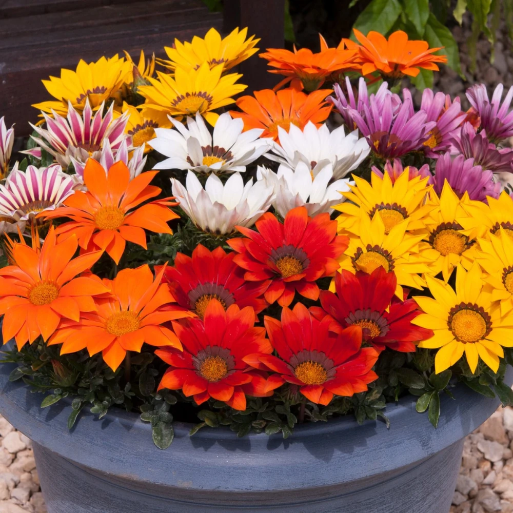 置物 SEPTEMBER MIXED FLOWERS 置物 SEPTEMBER MIXED FLOWERS 置物