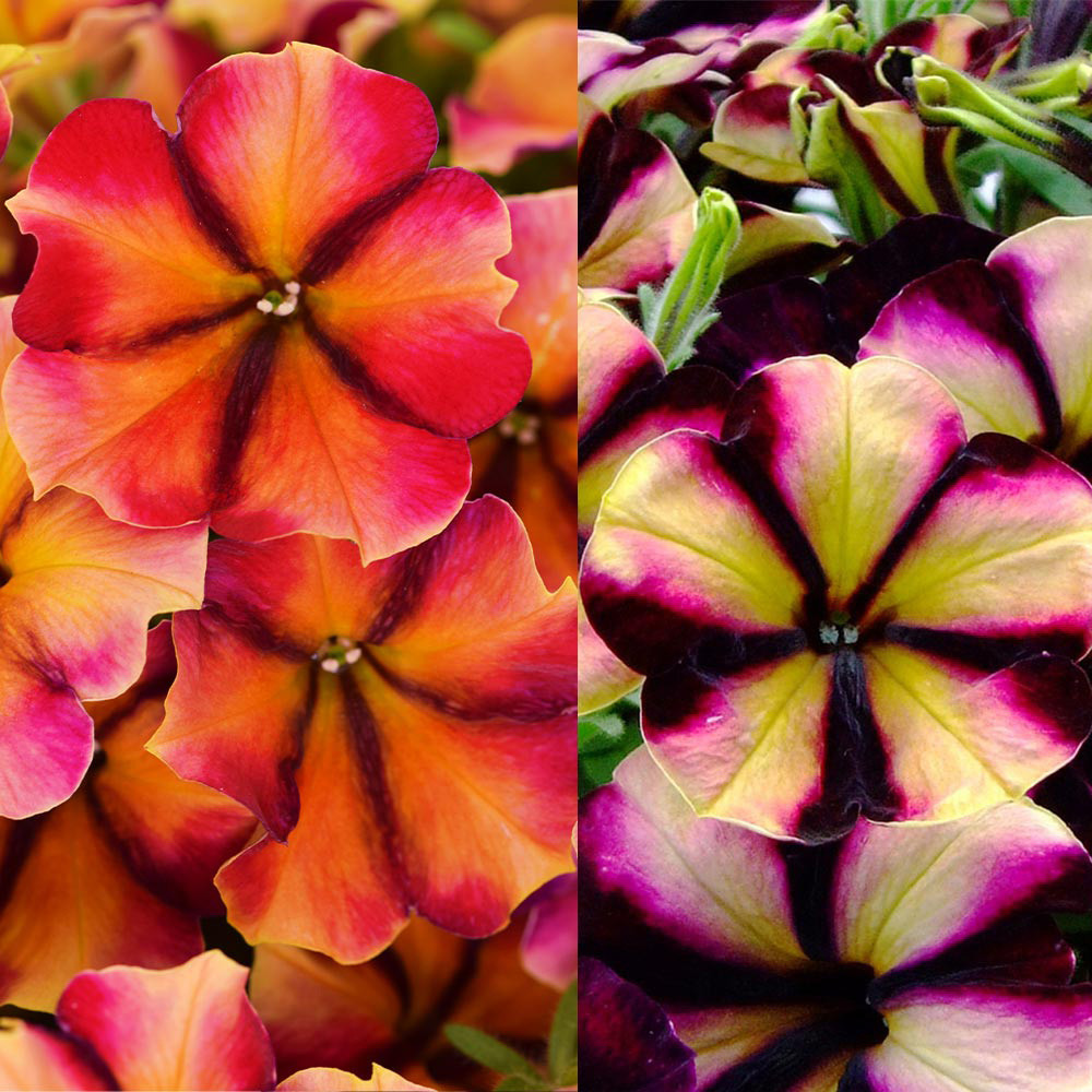 Petunia Crazytunia Mixed | J Parker Dutch Bulbs