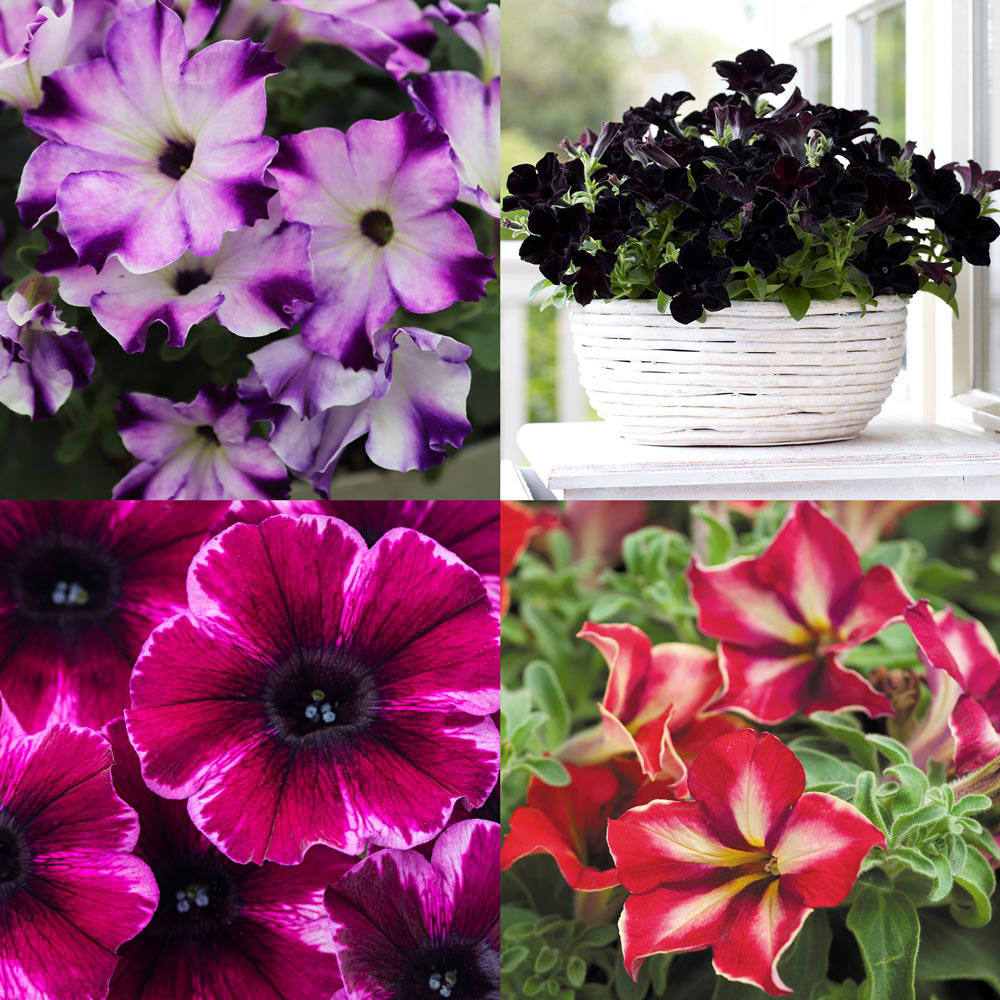 Petunia Crazytunia Mixed | J Parker Dutch Bulbs