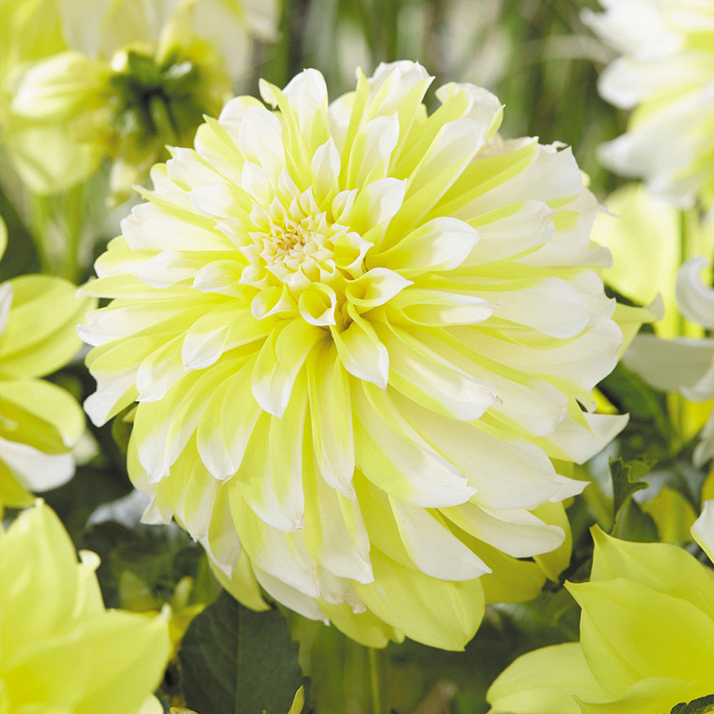 Dahlia Hollyhill Lemon Ice | J Parker Dutch Bulbs