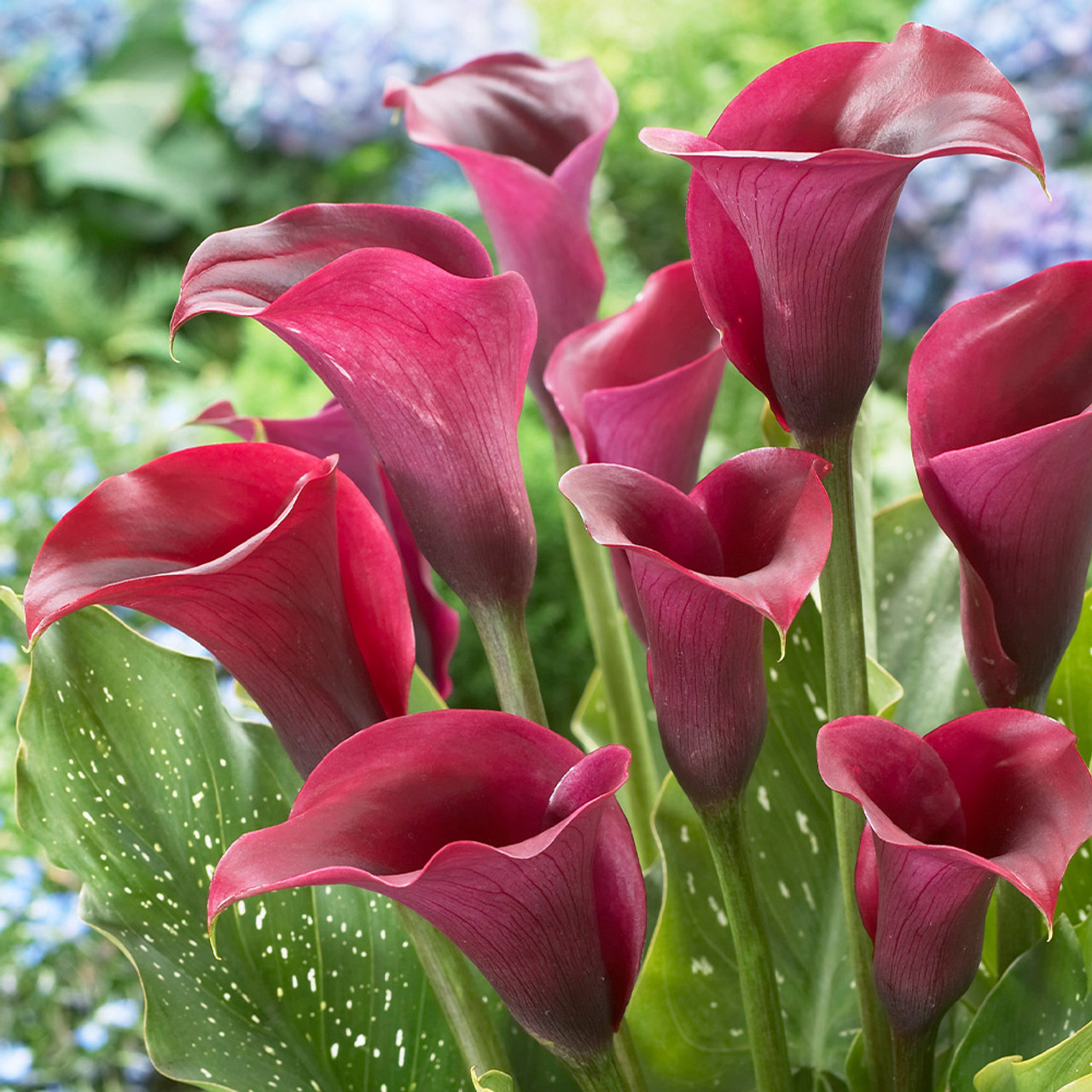 Zantedeschia Prado (Calla Lily) | J Parker Dutch Bulbs