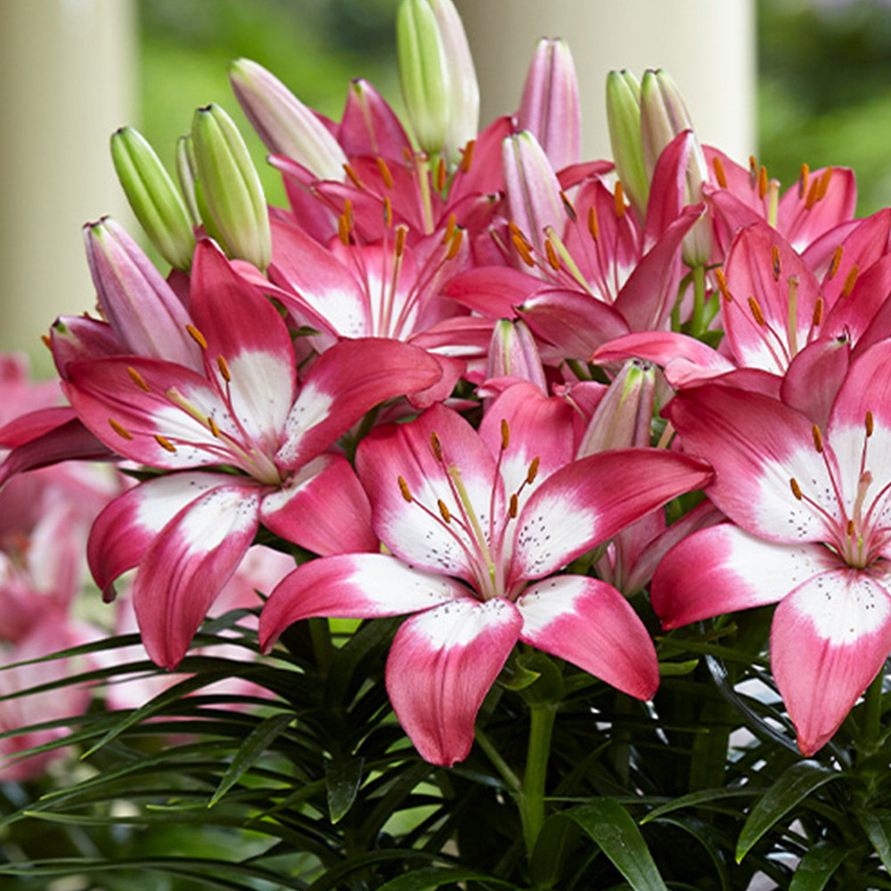 Lily Perfect Joy JParkers