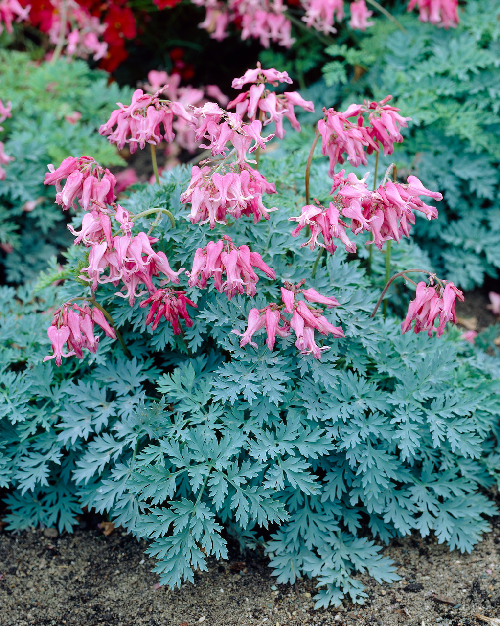 Shop Dicentra (Bleeding Hearts) Candy Hearts J Parker Dutch Bulbs