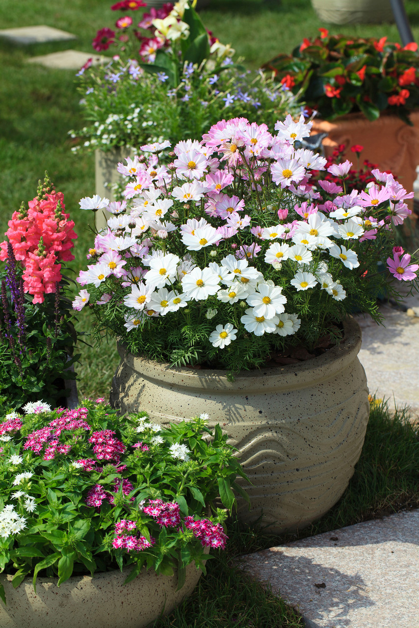 Cosmos Apollo Lovesong (Maxi Plugs) - J Parker Dutch Bulbs