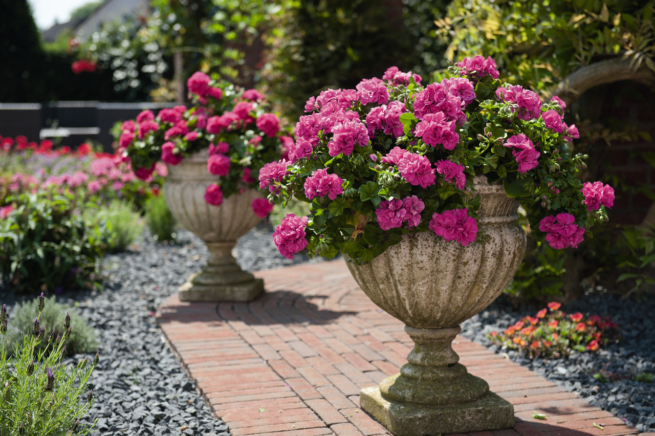 Geranium Great Balls of Fire Violet Blue | J Parker Dutch Bulbs