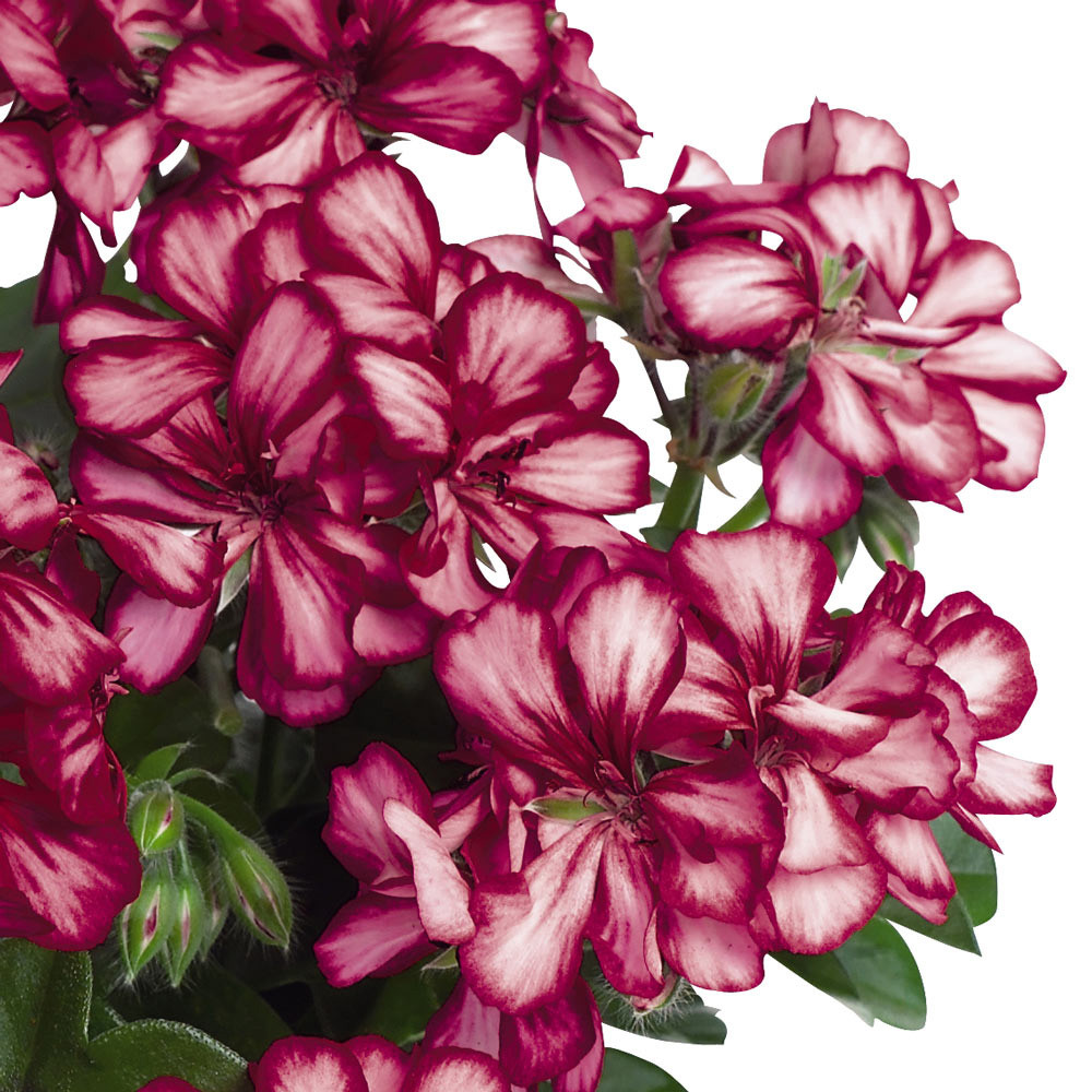 Geranium Great Balls of Fire Burgundy Blaze J Parker Dutch Bulbs