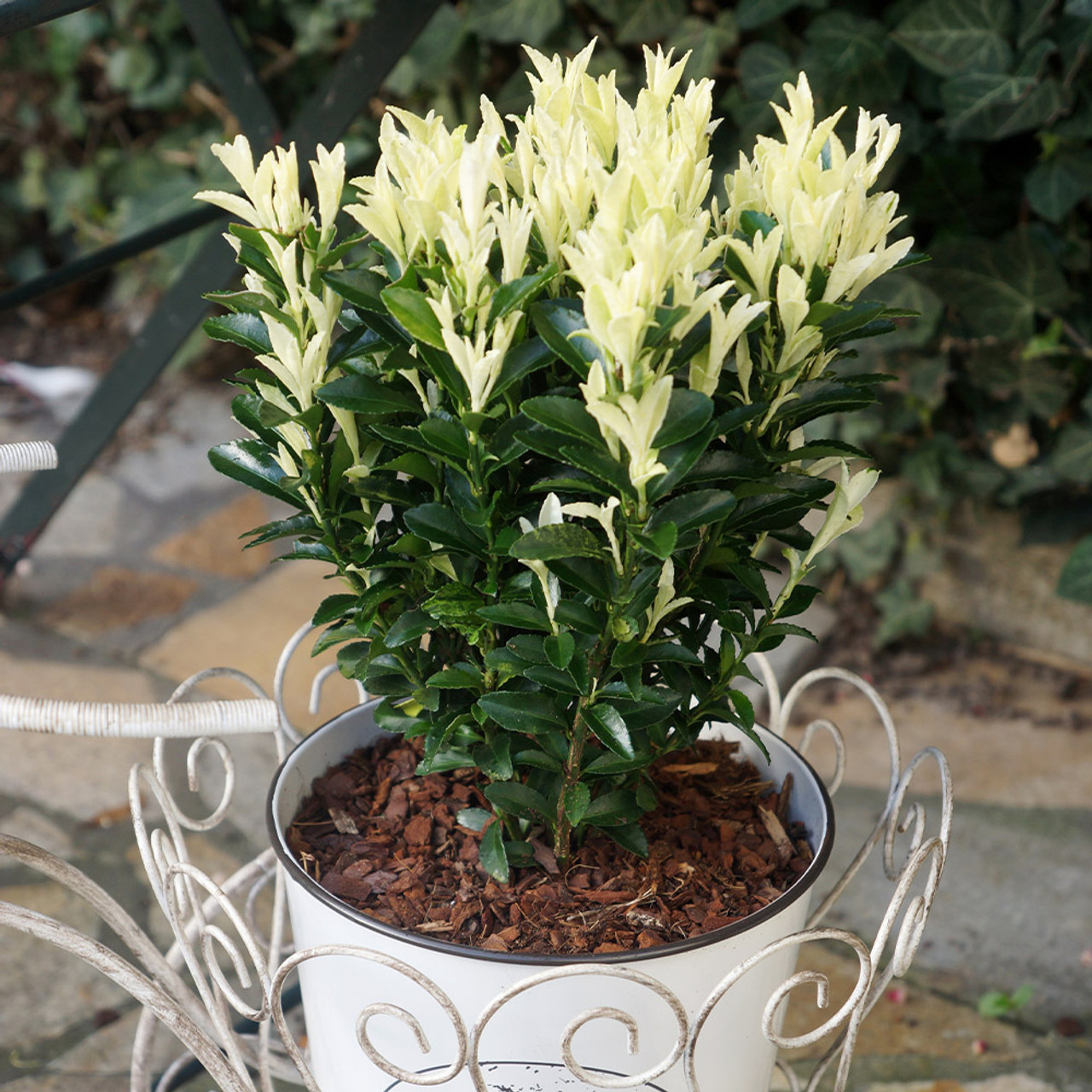 Image of Euonymus Paloma Blanca in a pot