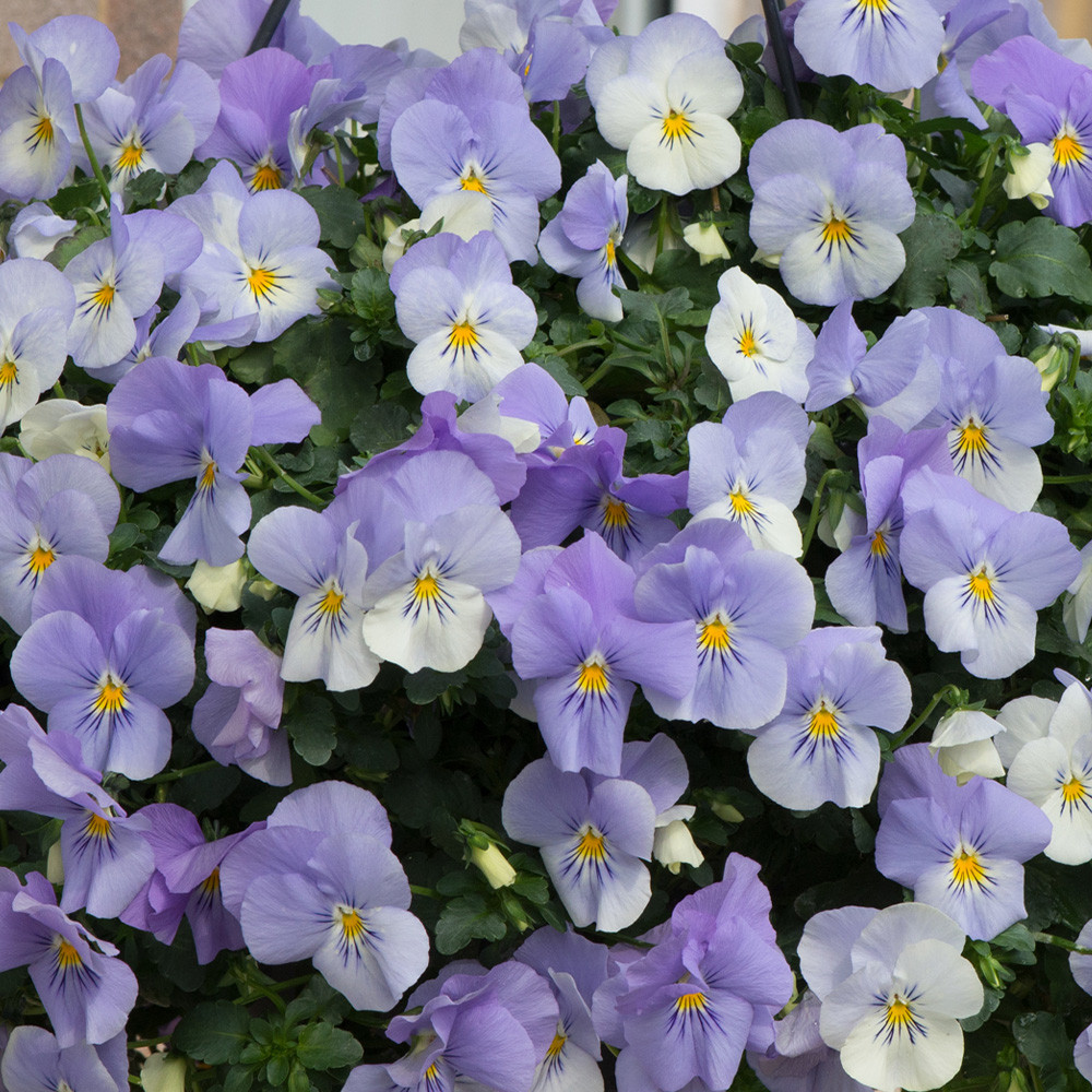 pansy Buy pansy (syn. Viola × wittrockiana) Viola × wittrockiana Cool