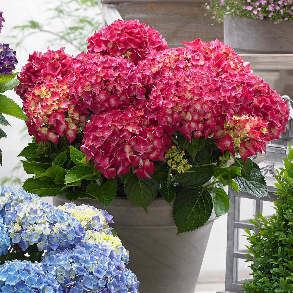 Hydrangea Red Reggae | J Parker Dutch Bulbs