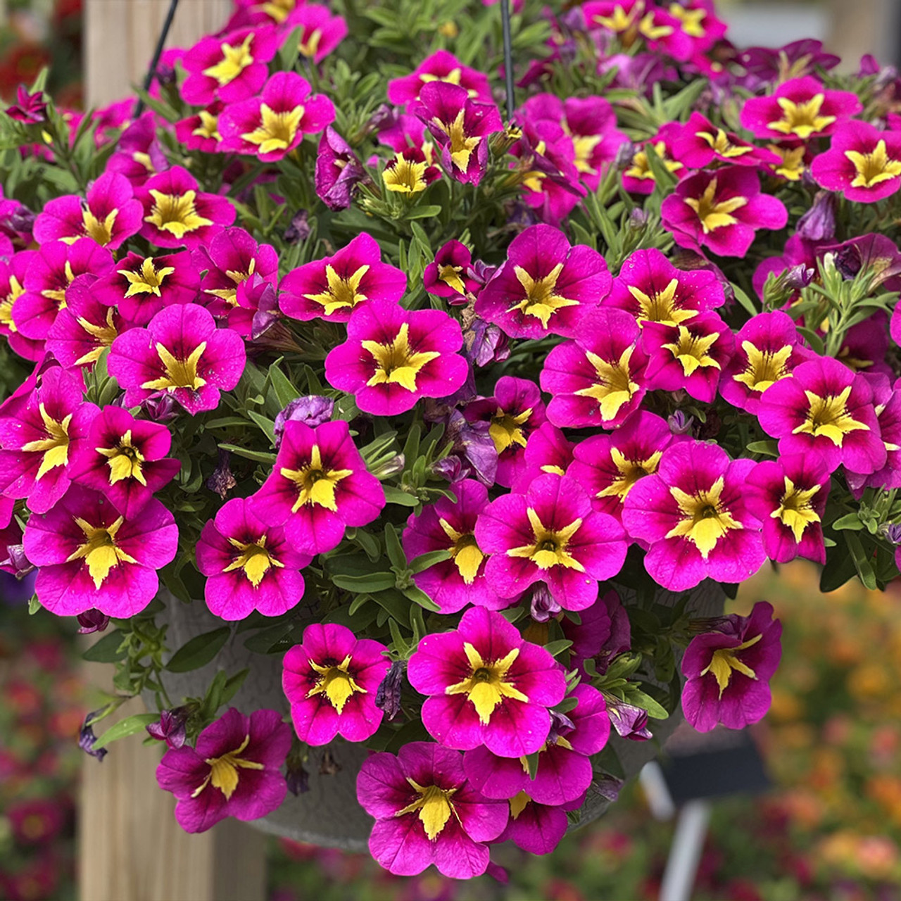 Calibrachoa Cabaret Good-Night-Kiss | J Parker Dutch Bulbs