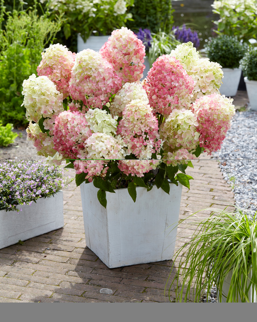 Hydrangea paniculata Diamant Rouge | J Parker Dutch Bulbs