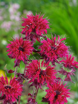 Monarda Kardinal