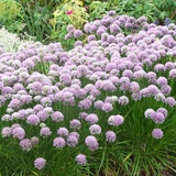 Allium senesscens 'Montana'