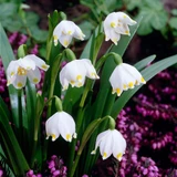 Leucojum vernum