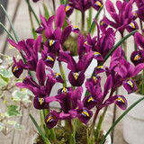 Iris reticulata Purple Hill