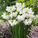 Narcissus Elvin's Voice 12-14cm