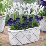 Iris reticulata 'Frozen Planet'