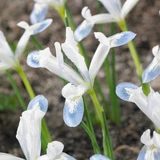 Iris reticulata 'Frozen Planet'