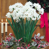 Narcissus 'Paperwhite'
