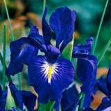 Iris latifolia King of the Blues