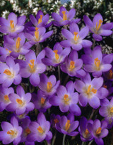 Crocus tommasinianus Barr's Purple