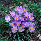 Crocus tommasinianus Barr's Purple