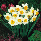 Narcissus 'Barrett Browning'