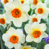 Narcissus 'Barrett Browning'